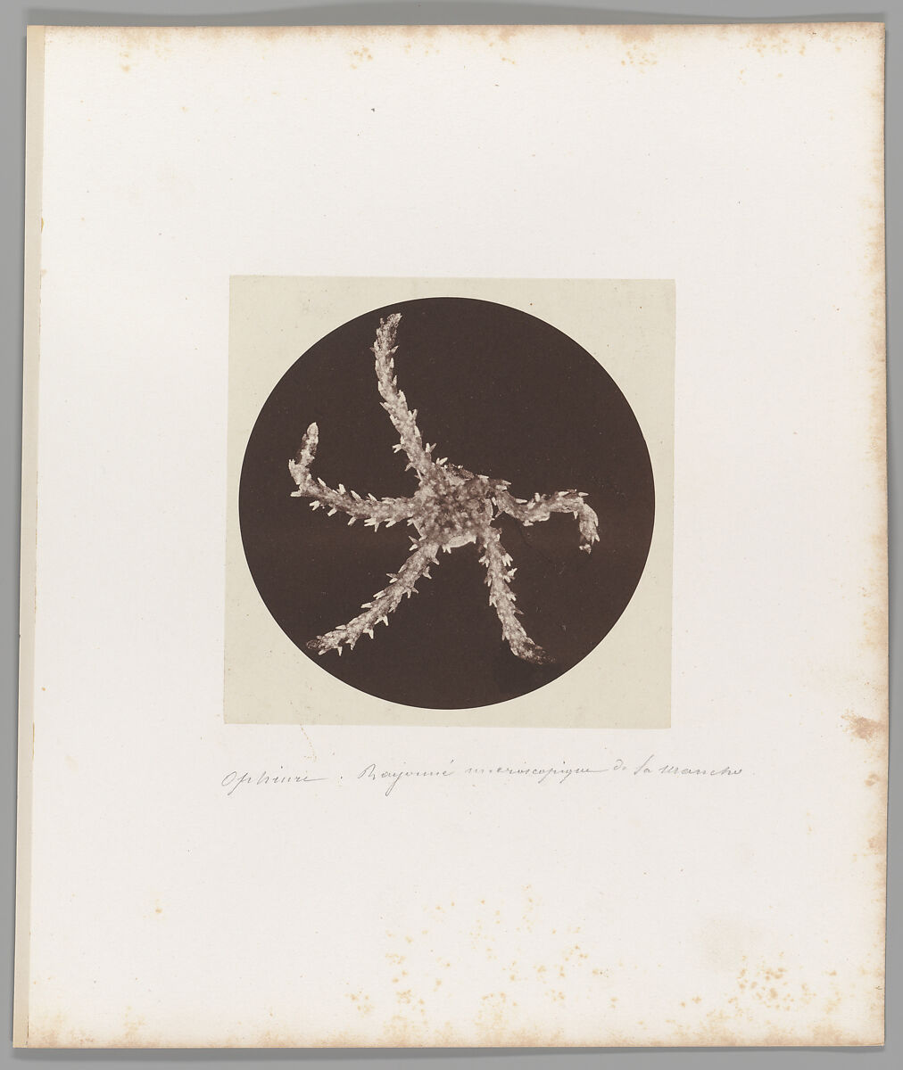 [Untitled], Auguste-Adolphe Bertsch (French, 1813–1871), Salted paper print 