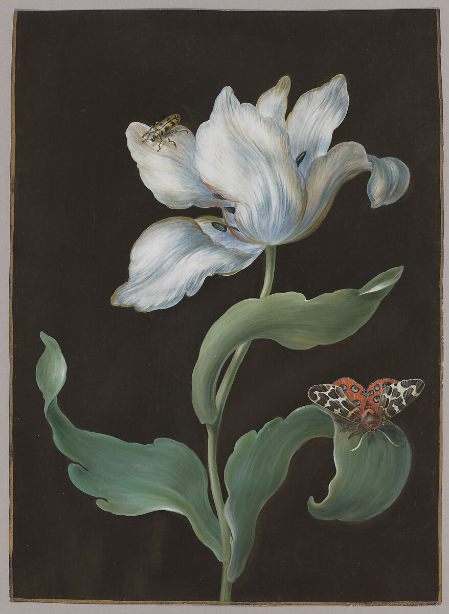A tulip, a butterfly of the species Arctia caja (garden tiger moth), and a beetle (possibly a longhorn), Barbara Regina Dietzsch (German, Nuremberg 1706–1783 Nuremberg), Opaque and transparent watercolor on parchment; partial framing line in metallic gold paint (trimmed at upper edge) 