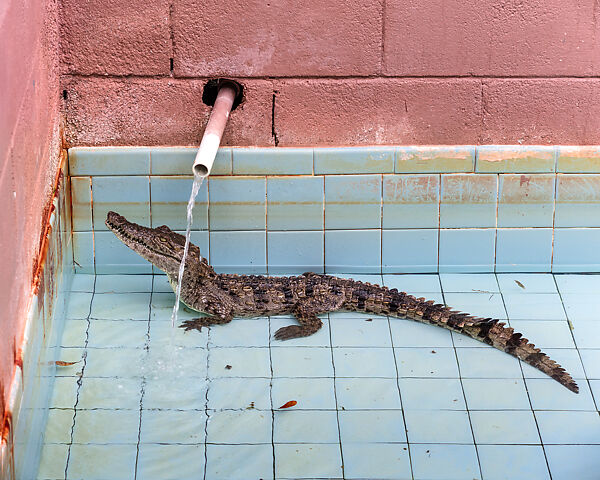 Gatorama
