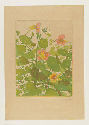 Nasturtiums
