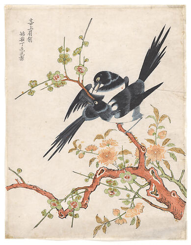 Magpies