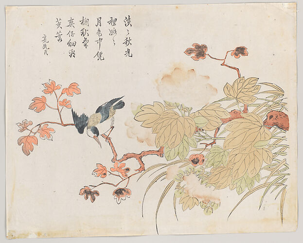 Bird on hibiscus