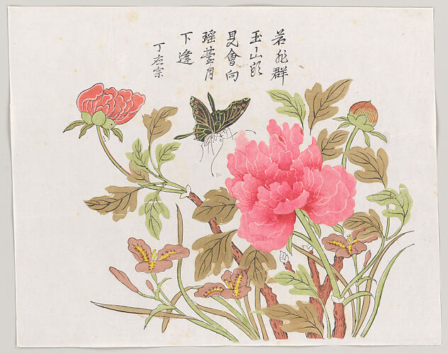 Butterfly on Peony and Iris
