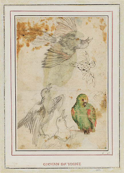 A Green Parrot and Small Sketches of Parrots and Mantids (recto); Studies of Parrots and Other Birds (verso), Giovanni da Udine (Giovanni dei Ricamatori) (Italian, Udine 1487–1564 Rome), Brush and color gouache over red-chalk underdrawing (parrots), oen and dark brown ink over black-chalk underdrawing (small sketches) (recto and verso)