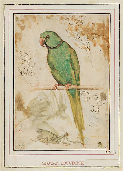 A Green Parrot and Small Sketches of Parrots and Mantids (recto); Studies of Parrots and Other Birds (verso), Giovanni da Udine (Giovanni dei Ricamatori)  Italian, Brush and color gouache over red-chalk underdrawing (parrots), oen and dark brown ink over black-chalk underdrawing (small sketches) (recto and verso)