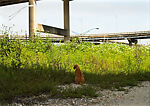 Louisiana (Cat Man), Paul Graham (British, born 1956), Inkjet prints