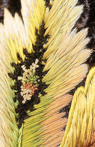 Coat, silk, probably French