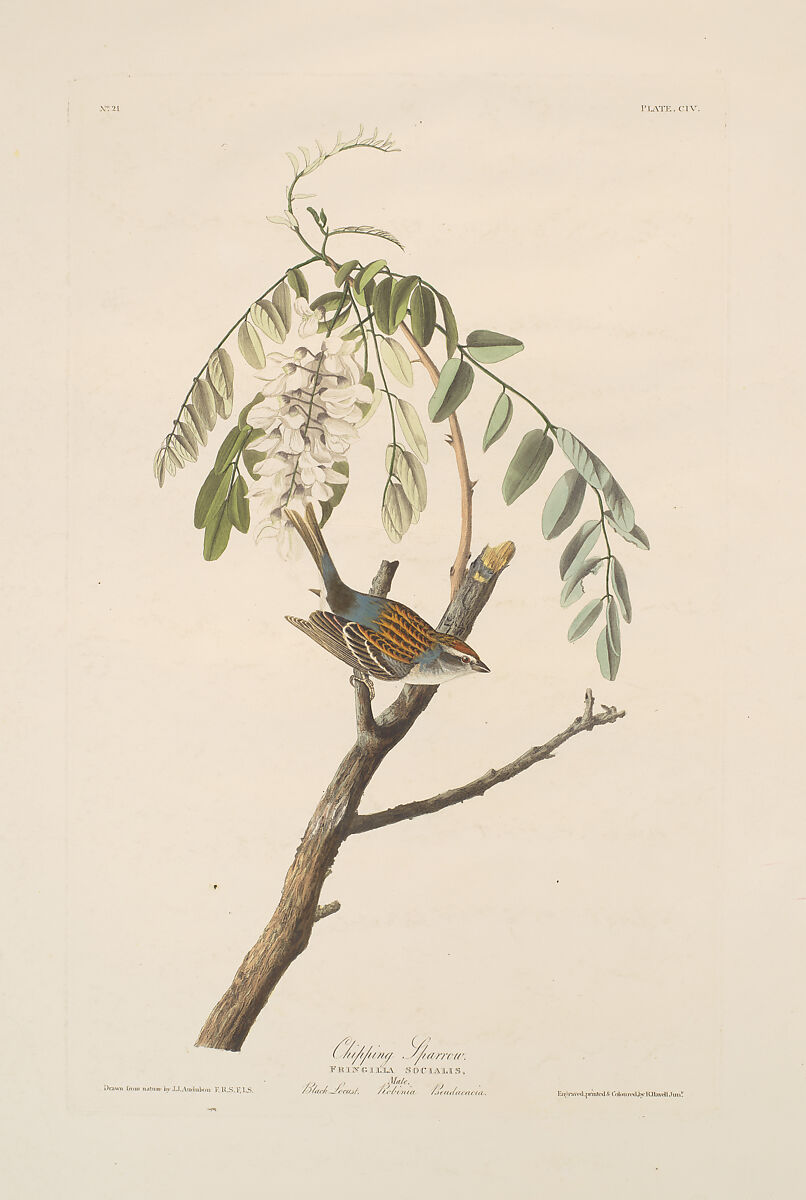 Chipping Sparrow. Fringilla socialis [current name: Chipping Sparrow. Spizella passerina], from "The Birds of America," plate CIV, After John James Audubon (American (born Haiti), Les Cayes (Saint-Domingue) 1785–1851 New York), Hand-colored etching, aquatint and engraving