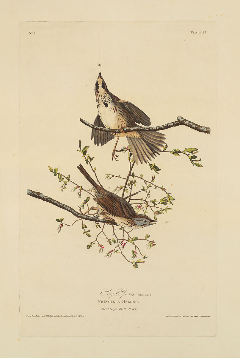 Song Sparrow. Fringilla melodia [current name: Song Sparrow. Melospiza melodia], from "The Birds of America," plate 25 [later XXV], After John James Audubon (American (born Haiti), Les Cayes (Saint-Domingue) 1785–1851 New York), Hand-colored etching, aquatint and engraving