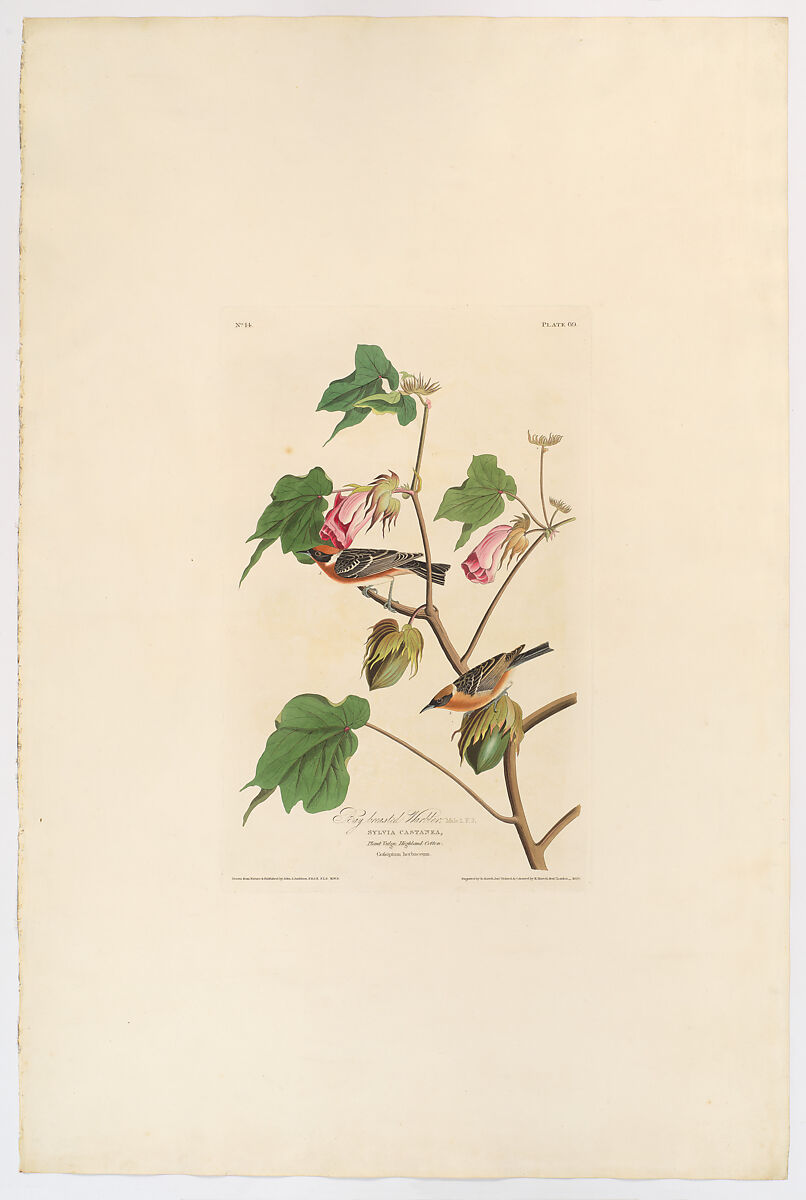 Bay-breasted Warbler. Setophaga castanea [current name: Bay-breasted Warbler. Dendroica castanea], from "The Birds of America," plate 69 [later LXIX], After John James Audubon (American (born Haiti), Les Cayes (Saint-Domingue) 1785–1851 New York), Hand-colored etching, aquatint and engraving