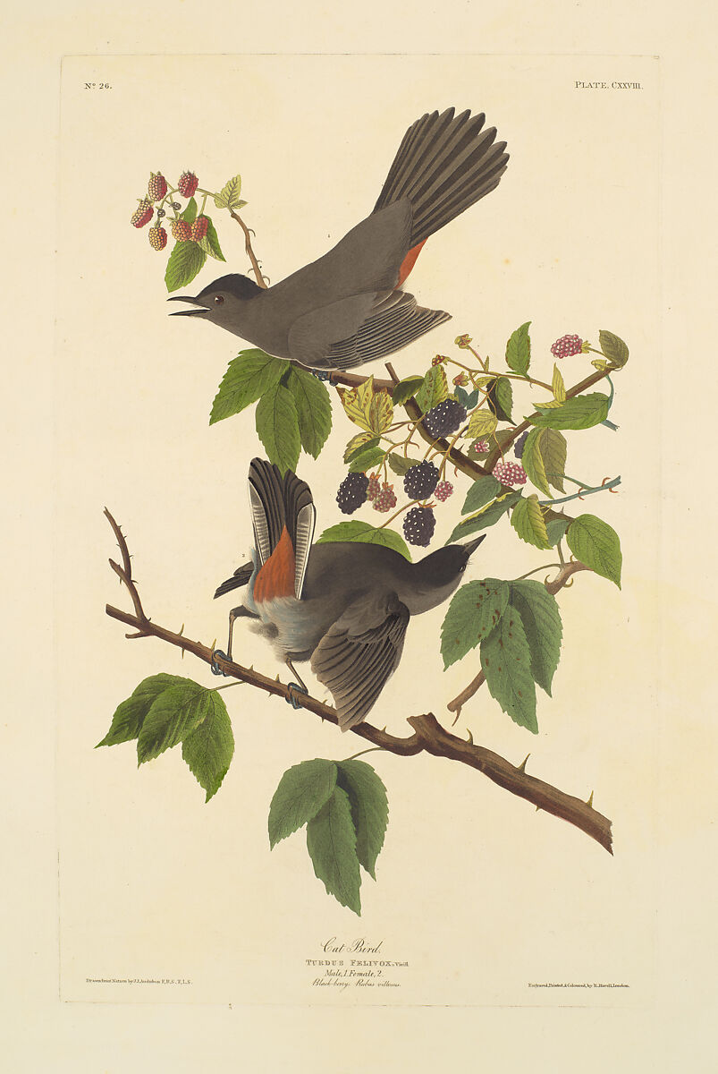 Cat Bird. Turdus felivox [current name: Gray Catbird. Dumetella carolinensis], from "The Birds of America," plate  CXXVIII, After John James Audubon (American (born Haiti), Les Cayes (Saint-Domingue) 1785–1851 New York), Hand-colored etching, aquatint and engraving
