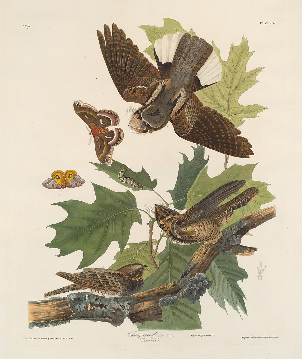 Whip-Poor-Will. Caprimulgus vociferus [current name: Eastern Whip-poor-will. Caprimulgus vociferus], from "The Birds of America," plate 82 [later LXXXII], After John James Audubon (American (born Haiti), Les Cayes (Saint-Domingue) 1785–1851 New York), Hand-colored etching, aquatint and engraving
