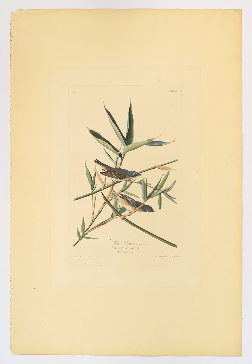 Solitary Flycatcher. Vireo solitarius [current name: Blue-headed Vireo. Vireo solitarius], from "The Birds of America," plate 28 [later XXVIII], After John James Audubon (American (born Haiti), Les Cayes (Saint-Domingue) 1785–1851 New York), Hand-colored etching, aquatint and engraving