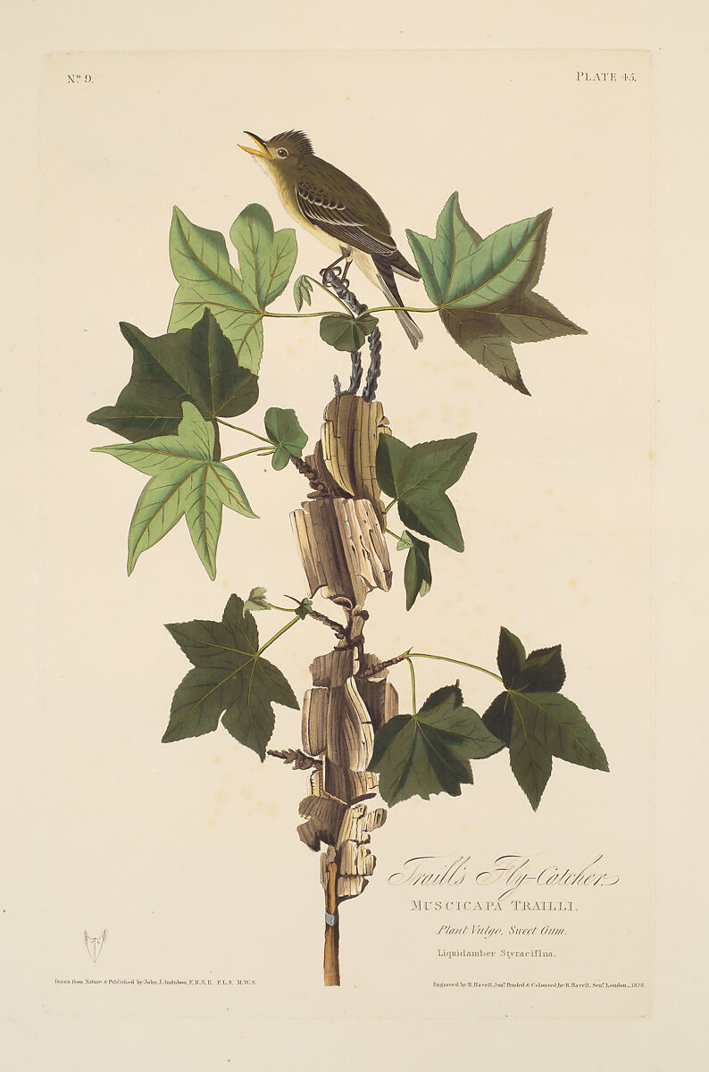 Traill's Flycatcher. Muscicapa trailii [current name: Willow Flycatcher. Empidonax traillii], from "The Birds of America," plate 45 [later XLV], After John James Audubon (American (born Haiti), Les Cayes (Saint-Domingue) 1785–1851 New York), Hand-colored etching, aquatint and engraving