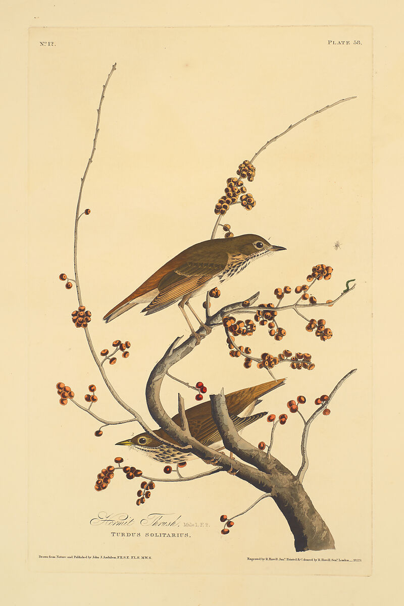 Hermit Thrush. Catharus guttatus [current name: Hermit Thrush. Turdus solitarius], from "The Birds of America," plate 58 [later LVIII], After John James Audubon (American (born Haiti), Les Cayes (Saint-Domingue) 1785–1851 New York), Hand-colored etching, aquatint and engraving