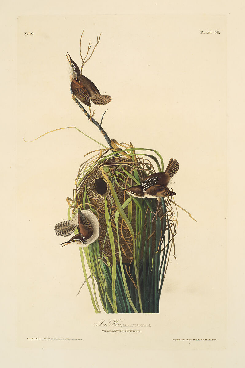 Marsh Wren. Troglodytes palustris [current name: Marsh Wren. Cistothorus palustris], from "The Birds of America," plate 98 [misnumbered, should be 100] [later C], After John James Audubon (American (born Haiti), Les Cayes (Saint-Domingue) 1785–1851 New York), Hand-colored etching, aquatint and engraving