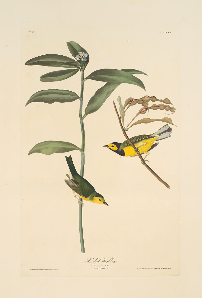 Hooded Warbler. Sylvia mitrata [current name: Hooded Warbler. Wilsonia citrina], from "The Birds of America," plate CX, After John James Audubon (American (born Haiti), Les Cayes (Saint-Domingue) 1785–1851 New York), Hand-colored etching, aquatint and engraving