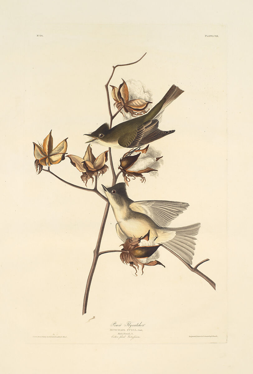 Pewee or Pewit Flycatcher. Muscicapa fusca [current name: Eastern Phoebe. Sayornis phoebe], from "The Birds of America," plate CXX, After John James Audubon (American (born Haiti), Les Cayes (Saint-Domingue) 1785–1851 New York), Hand-colored etching, aquatint and engraving