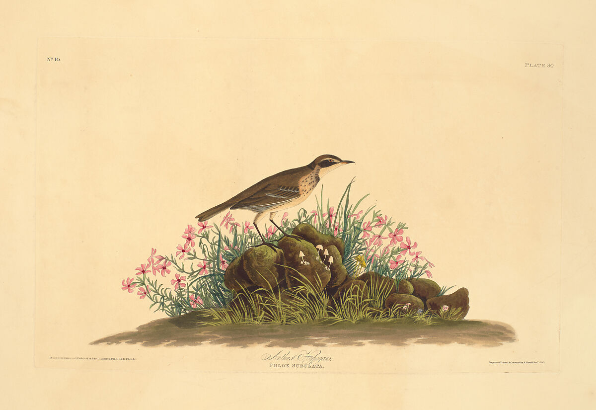 Prairie Titlark. Anthus hypogaeus [current name: American Pipit. Anthus rubescens], from "The Birds of America," plate 80 [later LXXX], After John James Audubon (American (born Haiti), Les Cayes (Saint-Domingue) 1785–1851 New York), Hand-colored etching, aquatint and engraving