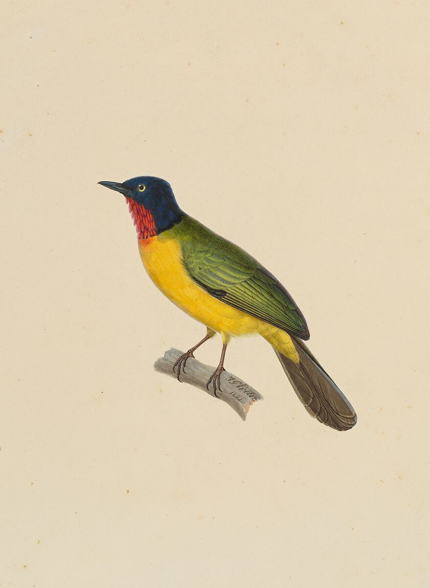 Turdoide ensanglanté, male [current name: Flame-throated Bulbul. Rubigula gularis], Jean-Gabriel Prêtre (Swiss, Geneva 1768–1849), Watercolor and gouache