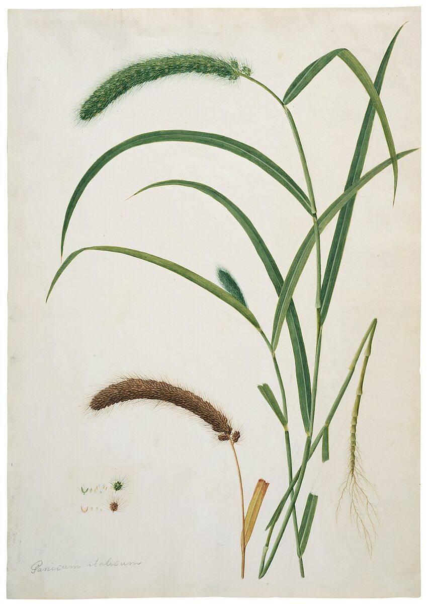 Foxtail Millet (Panicum italicum), Opaque watercolor with graphite underdrawing 