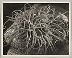 Sea Anemone, Eli Lotar  French, Gelatin silver print