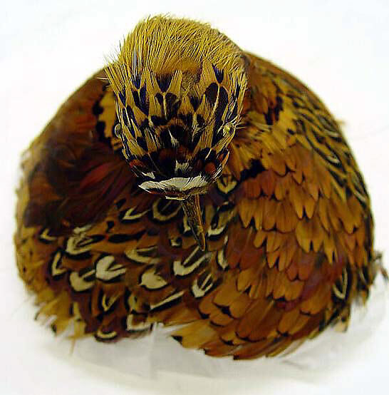 Hat, William J. (American, 1948–1962), feathers, wool, glass, elastic, American